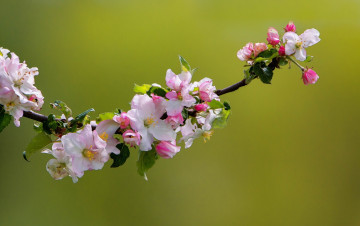 Картинка цветы цветущие+деревья+ +кустарники цветки ветка яблоня природа макро цветение весна