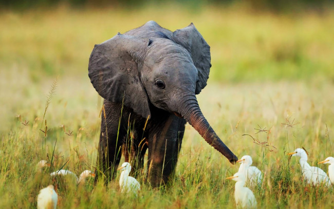 Обои картинки фото животные, разные вместе, слонёнок, слоны, травка, маленький, детёныш