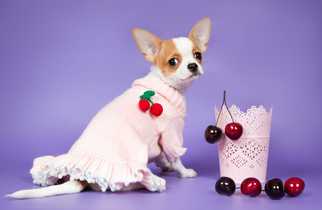 Обои картинки фото животные, собаки, чихуахуа, платье, вишня, ягоды