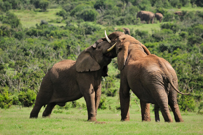 Обои картинки фото животные, слоны, противостояние, борьба, саванна, природа, млекопитающие