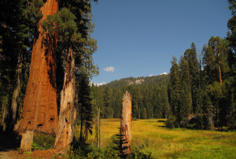 Картинка sequoia+national+park природа лес park national sequoia поляна деревья