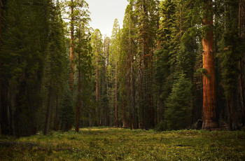 Картинка sequoia+national+park природа лес sequoia деревья park national