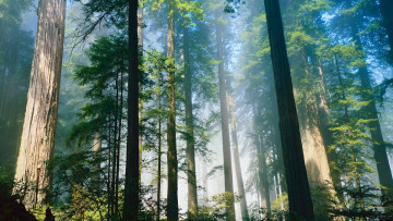 Картинка sequoia+national+park природа лес деревья park national sequoia