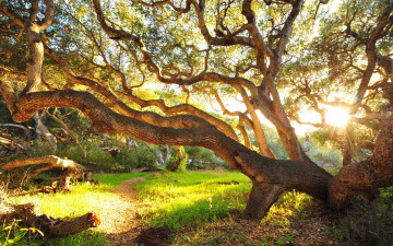 Картинка природа деревья лето дерево дуб зелень солнце