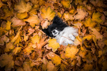 Картинка животные собаки ворох листьев