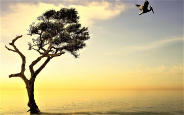 Картинка животные пеликаны дерево пеликан рассвет море
