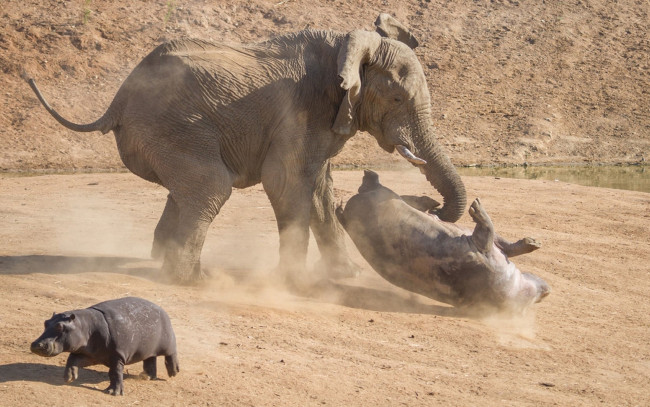 Обои картинки фото животные, разные вместе, бегемот, слон