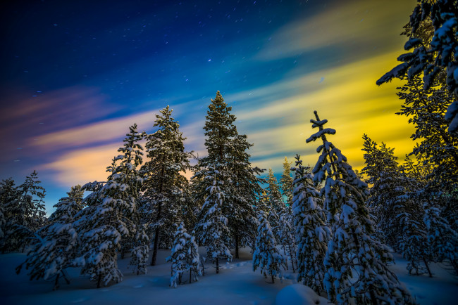 Обои картинки фото природа, лес, снег, северное, сияние, ели, деревья, зима, пейзаж, лапландия, финляндия, звёзды