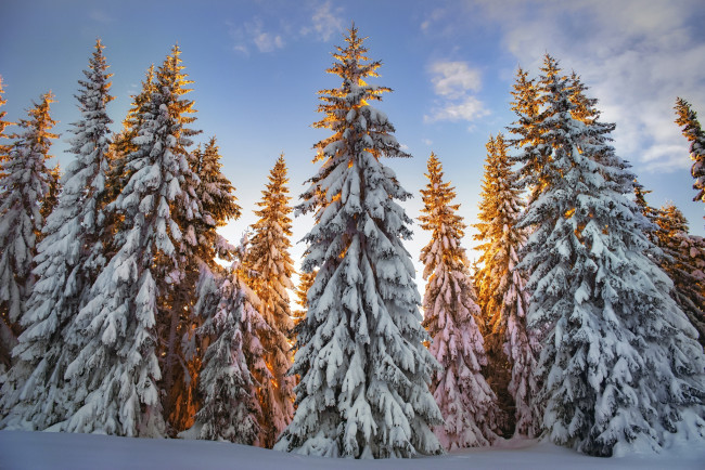 Обои картинки фото природа, лес, утро, зима