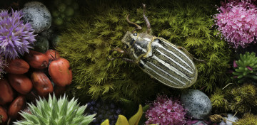 Картинка животные насекомые martin dollenkamp жук