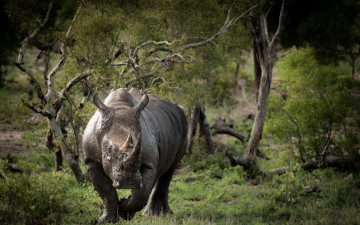 Картинка животные носороги носорог деревья трава