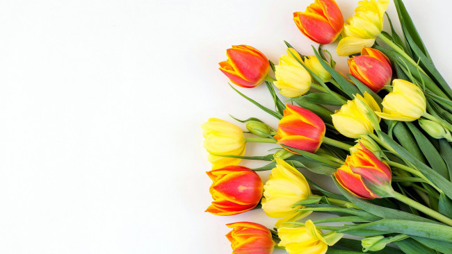 Обои картинки фото цветы, тюльпаны, бутоны
