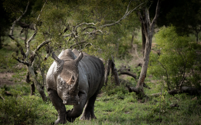 Обои картинки фото животные, носороги, носорог, деревья, трава