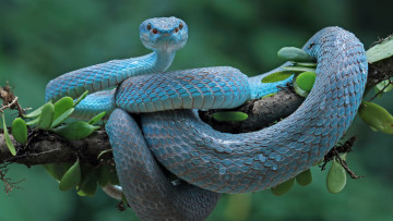 Картинка животные змеи +питоны +кобры змея ветка питон голубая