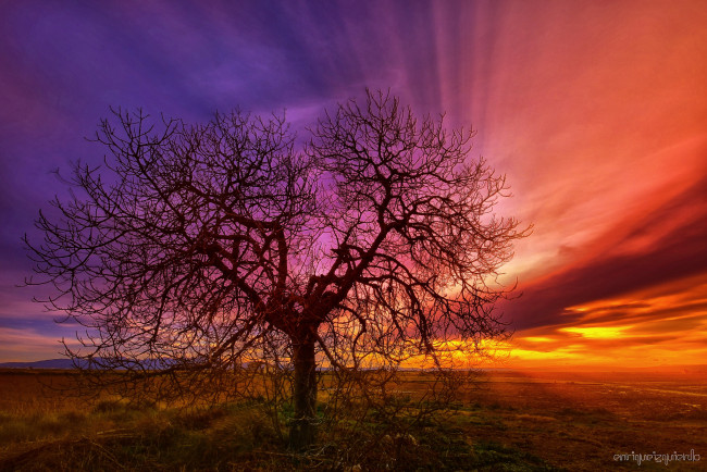 Обои картинки фото природа, деревья, закат, дерево