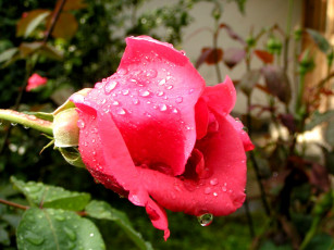 Картинка цветы розы бутоны листья капли воды роза
