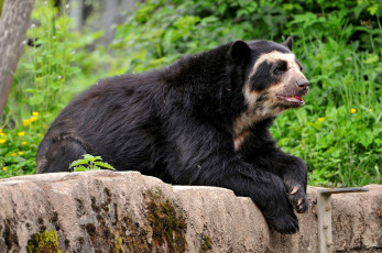 Картинка животные медведи гималайский медведь