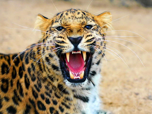Обои картинки фото леопард, животные, леопарды, усы, морда, оскал