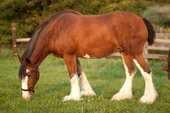 Картинка животные лошади гнедой конь