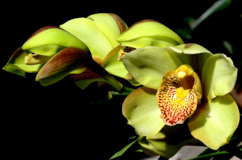 Картинка цветы орхидеи экзотика зеленый