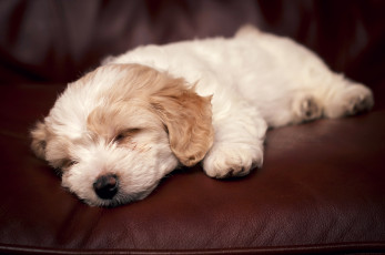 Картинка животные собаки сон щенок