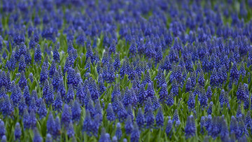 Картинка цветы гиацинты синий мускари много