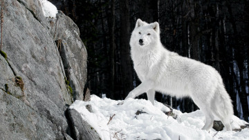 Картинка животные волки полярный волк