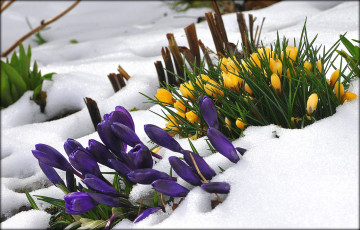 Картинка цветы крокусы снег желтый фиолетовый