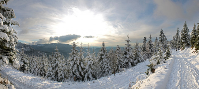 Обои картинки фото природа, зима, germany, германия, панорама, снег, лес, ели, дорога