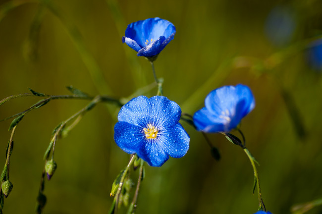 Обои картинки фото цветы, луговые, полевые, лён, синий, капли