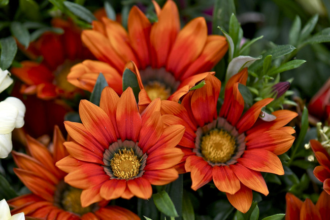 Обои картинки фото цветы, газания, оранжевый
