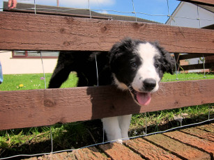 Картинка животные собаки изгородь забор бордер-колли щенок собака дом