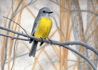 Картинка рисованные животные +птицы птичка жёлтенькая веточки