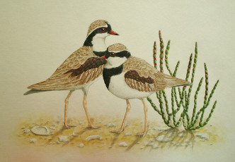Картинка рисованные животные +птицы птички коричневые