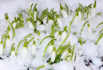 Картинка цветы подснежники +белоцветник +пролески снег