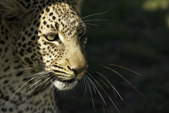 Картинка ©+ania+jones животные леопарды усы морда кошка