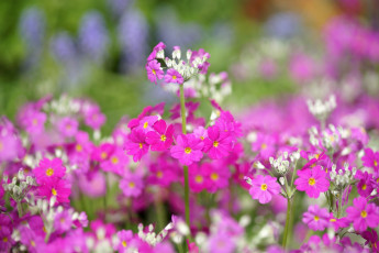 Картинка цветы примулы фиолетовые цветочки