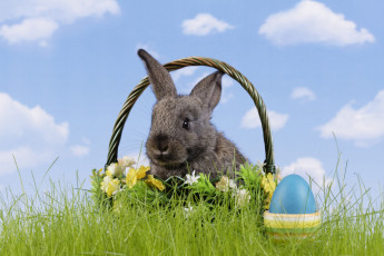 Картинка животные кролики +зайцы корзина яйцо трава easter цветы пасха кролик