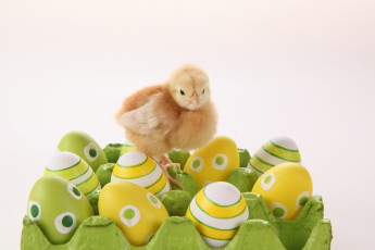 Картинка животные куры +петухи easter пасха яйцо цыплёнок