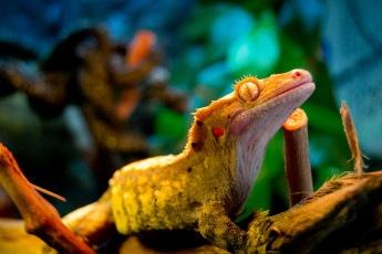 Картинка животные Ящерицы +игуаны +вараны геккон желтый ящерица глаз