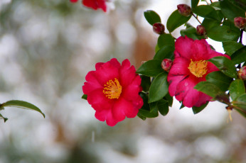 Картинка цветы камелии листья ветки розовая камелия