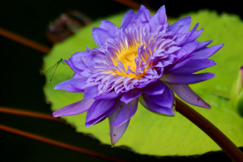 Картинка цветы лилии+водяные +нимфеи +кувшинки кувшинка водяная лилия