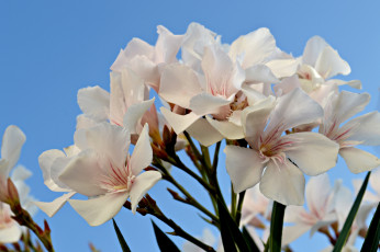 Картинка цветы олеандры белый