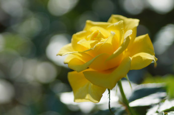 Картинка цветы розы желтая роза цветок