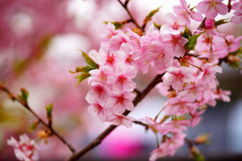 Картинка цветы сакура +вишня дерево ветки