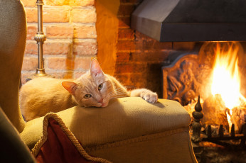 Картинка животные коты подушка камин