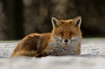 Картинка животные лисы снег лисичка