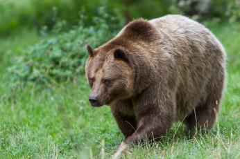 Картинка животные медведи медведь луг трака