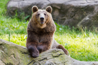 Картинка животные медведи взгляд косолапый валун
