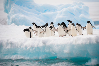 обоя животные, пингвины, вода, льдина